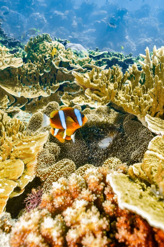 clown-fish-coral-underwater-moore-reef-gallery