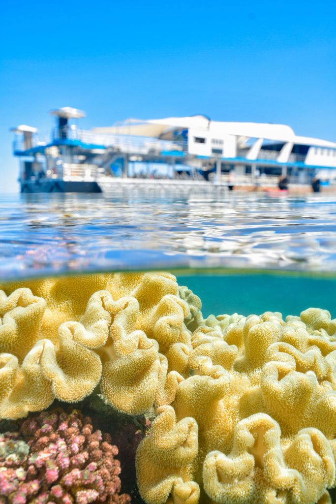 coral at low tide-moore-reef-reef-magic-pontoon-gallery